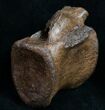 Edmontosaurus (Hadrosaur) Vertebrae - Montana #10263-3